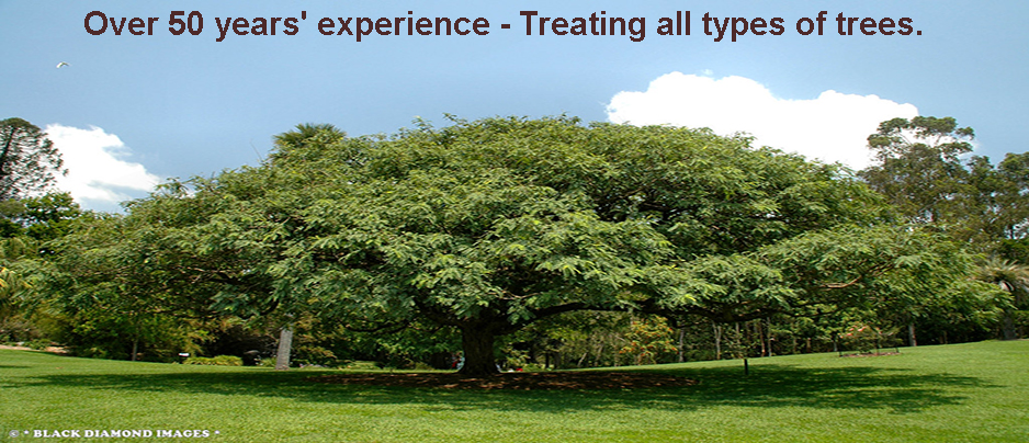 images/Tipu-Tree-Disease.jpg